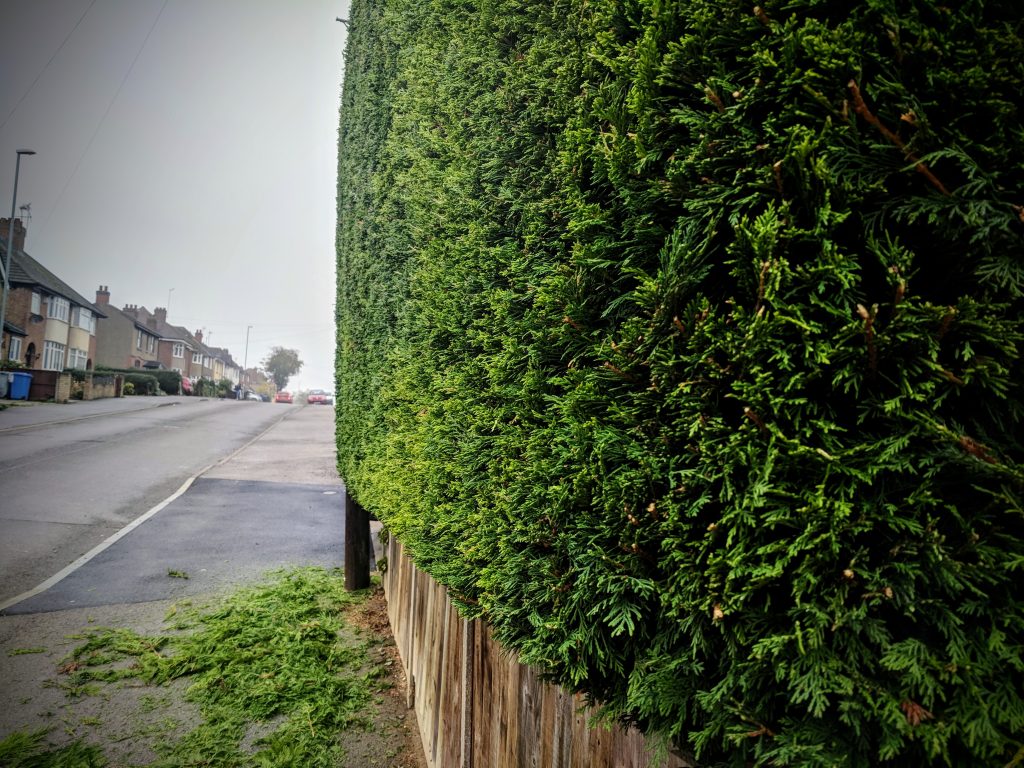 Hedge trimming in Rothwell, Kettering